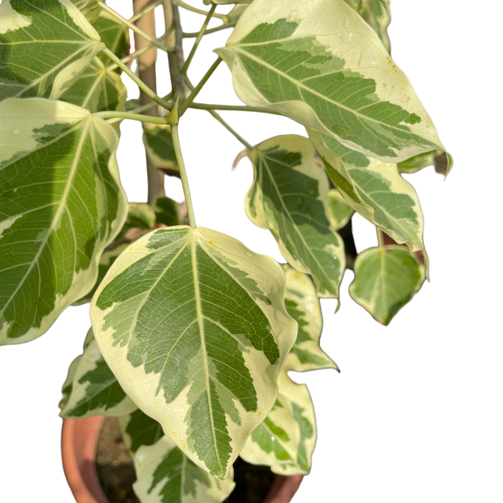 Ficus Benjamina Variegated White (1.65m)