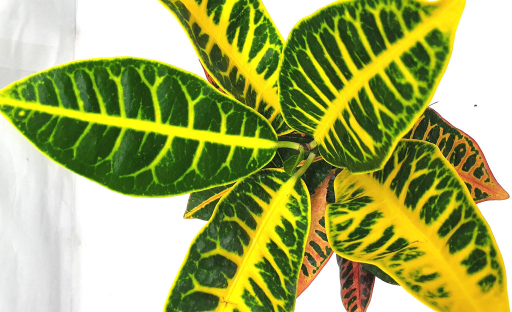 Crotons, Codiaeum variegatum (0.55m)