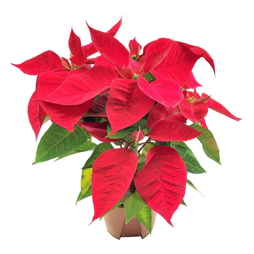 Poinsettia Red in Lovely Red Brussels Oval 36cm (0.3m)