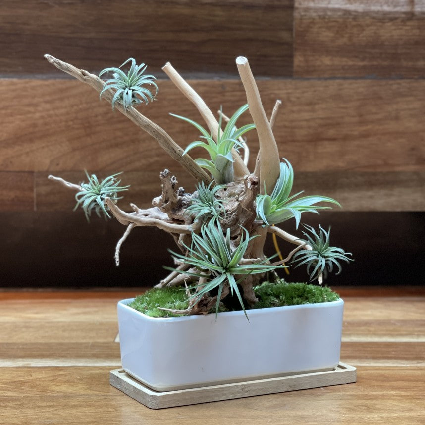 Enchanted Forest: Airplant Bonsai Potted Plant Set