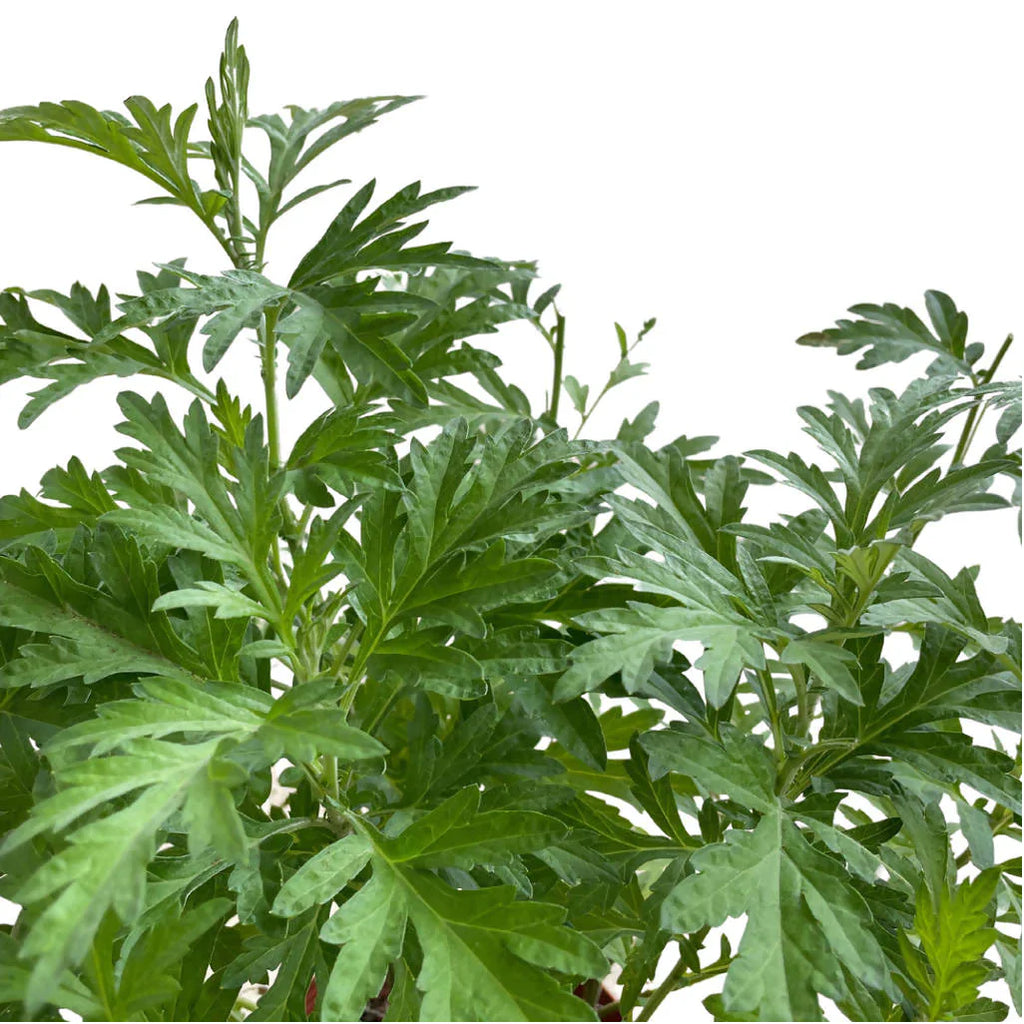 Artemisia vulgaris, Common Mugwort in Warm Grey Loft Urban Round with Saucer (0.4mH)