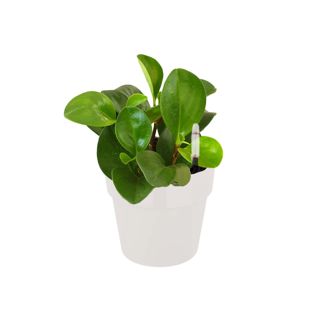 Peperomia Obtusifolia in White B. for Original Round 14cm (0.15m)