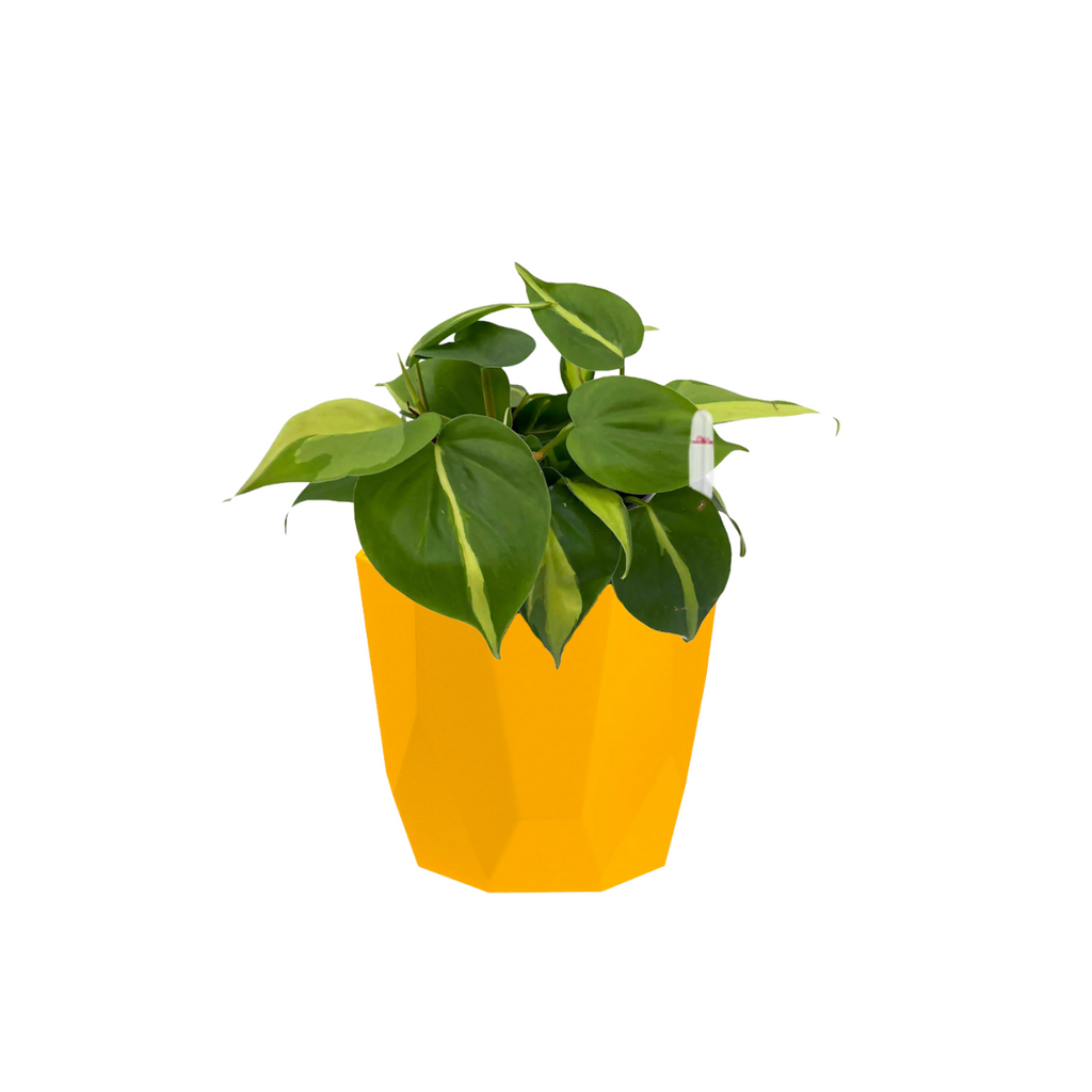 Variegated Philodendron scandens in Ochre B. For Rock 14cm (0.15m)