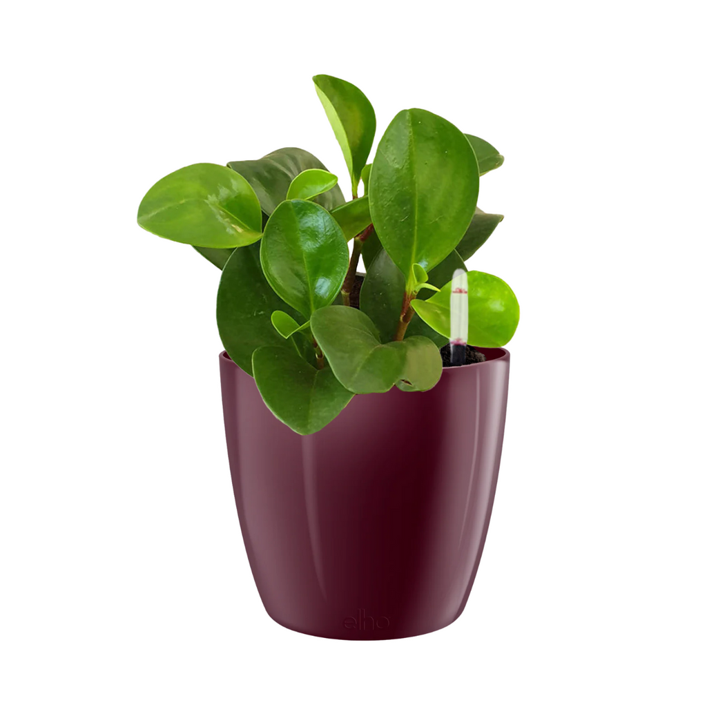 Peperomia Obtusifolia in Velvet Violet Brussels Diamond Round 16cm (0.15mH)