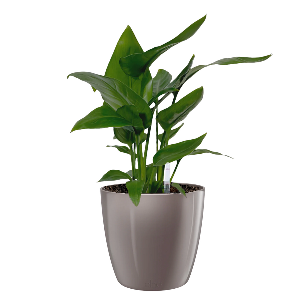 Strelitzia reginae, Birds of Paradise in Oyster Pearl Brussels Diamond Round 16cm (0.4mH)