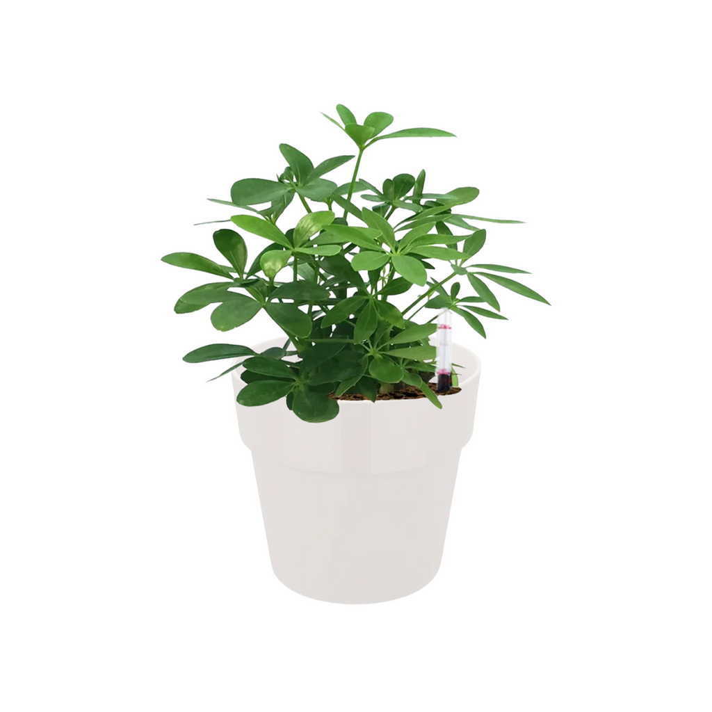 Schefflera Green in White B. for Original Round (0.3m)
