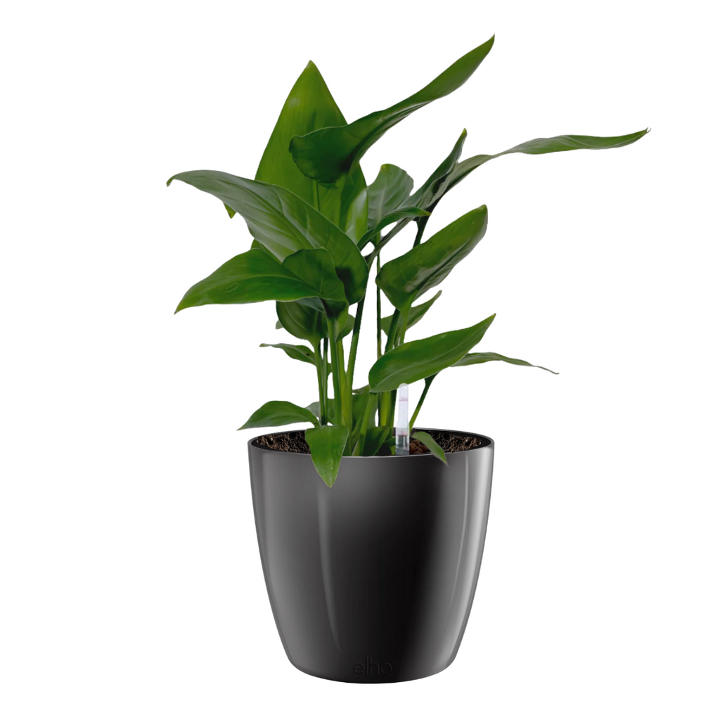 Strelitzia reginae, Birds of Paradise in Metallic Black Brussels Diamond Round 16cm (0.4mH)