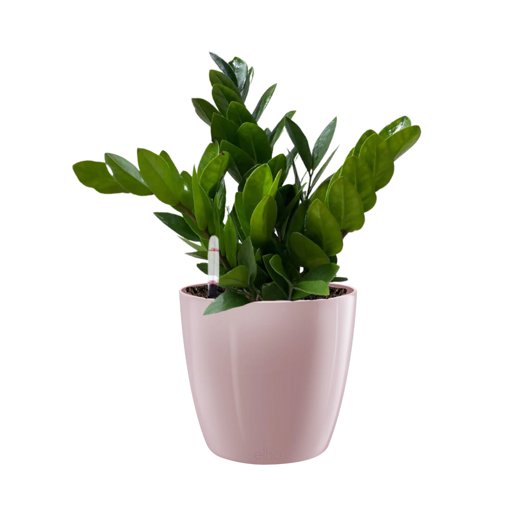 Zamioculcas zamiifolia, ZZ Plant in  Brussels Diamond Round (0.40mH)