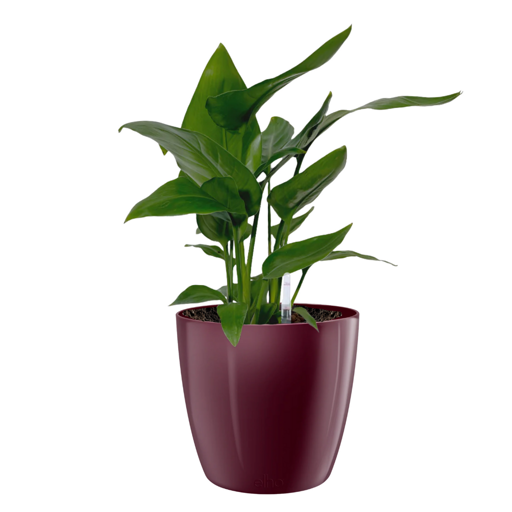 Strelitzia reginae, Birds of Paradise in Velvet Violet Brussels Diamond Round 16cm (0.4mH)