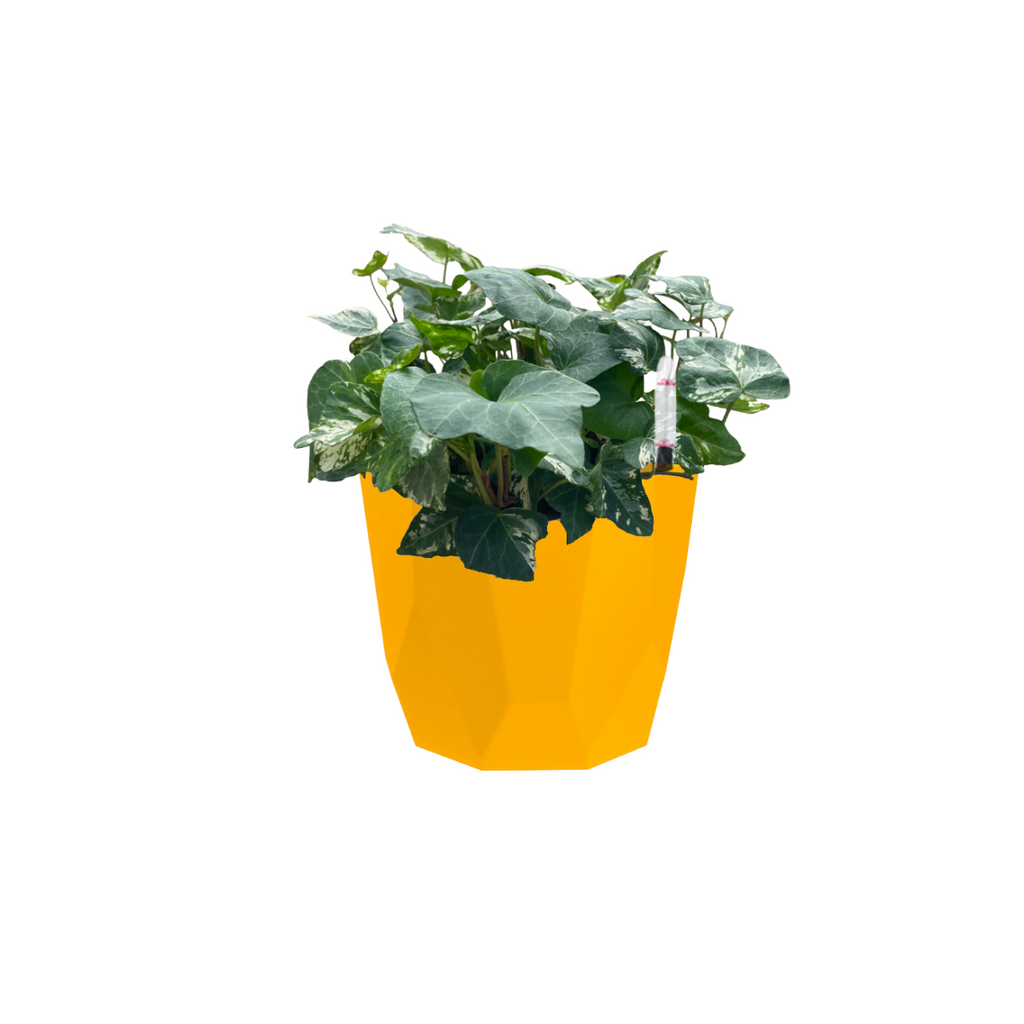 Variegated English Ivy in Ochre B. For Rock 14cm (0.20m)
