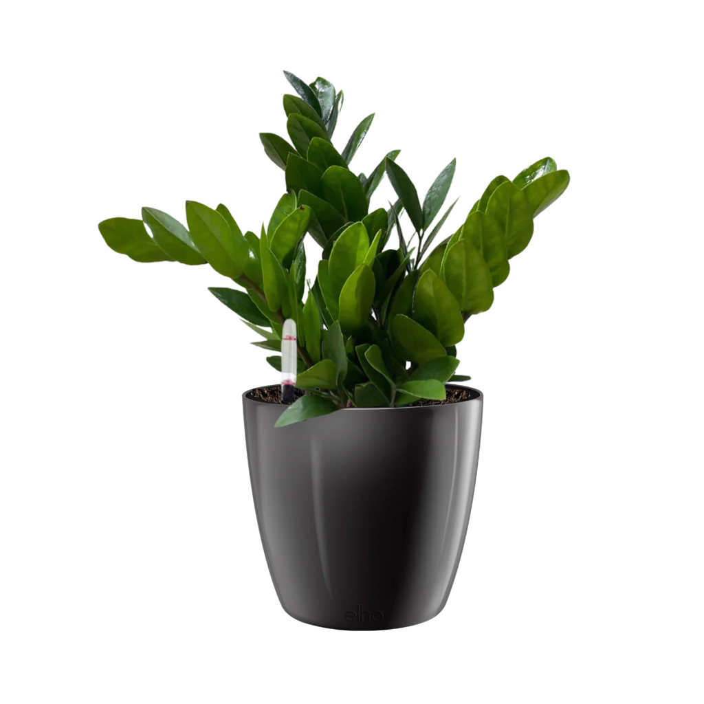 Zamioculcas zamiifolia, ZZ Plant in Metallic Black Brussels Diamond Round (0.40mH)