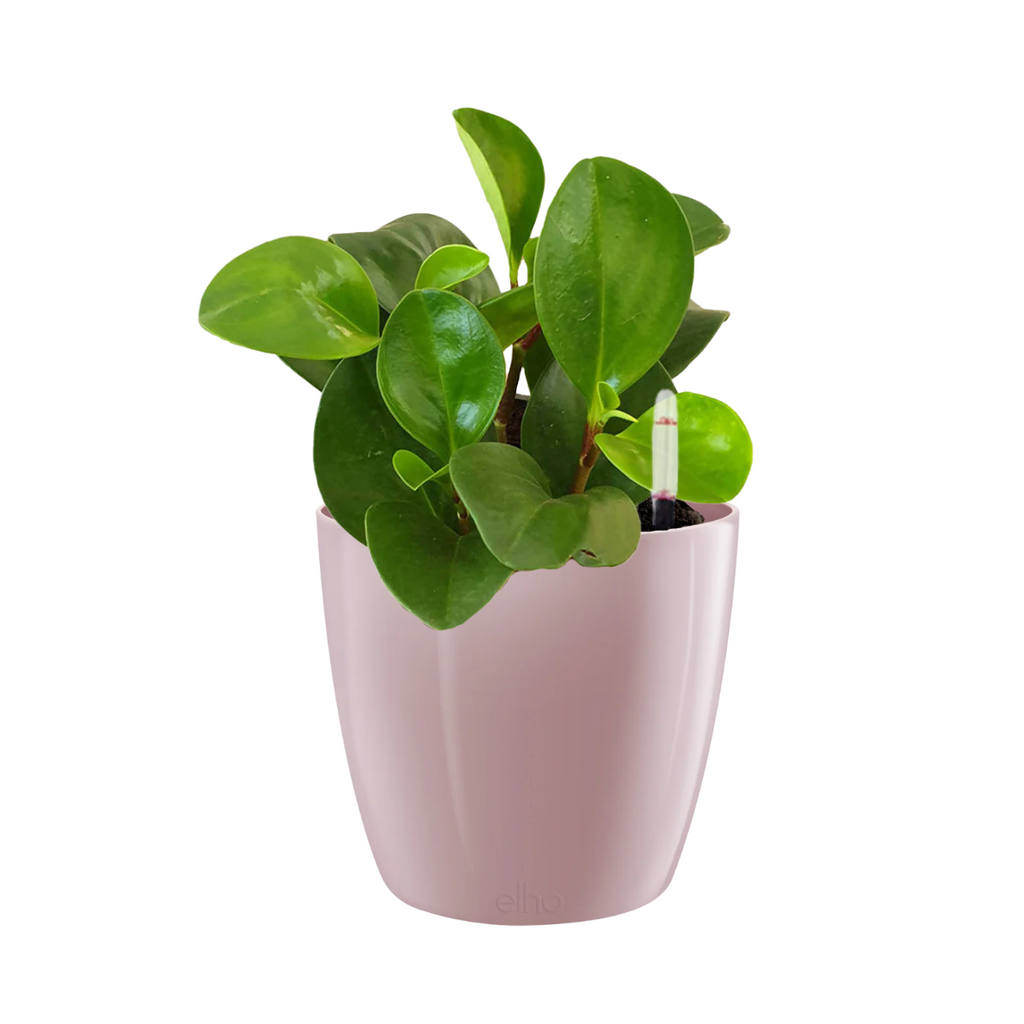 Peperomia Obtusifolia in Shimmering Lilac Brussels Diamond Round 16cm (0.15m)