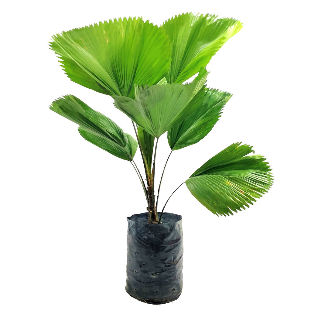 Ruffled Fan Palm in White High Cylinder Series 39.5cm (1.4m)