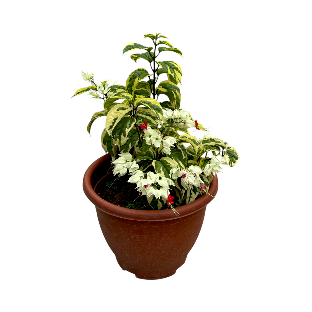 Clerodendrum thomsoniae, Bleeding Heart Vine 龙吐珠 (0.35m)