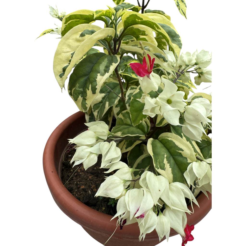 Clerodendrum thomsoniae, Bleeding Heart Vine 龙吐珠 (0.35m)