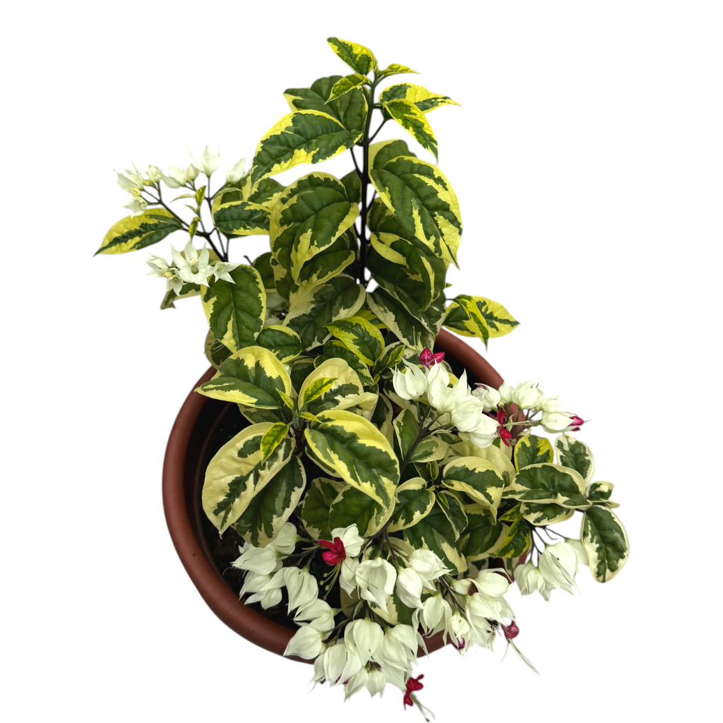 Clerodendrum thomsoniae, Bleeding Heart Vine 龙吐珠 (0.35m)