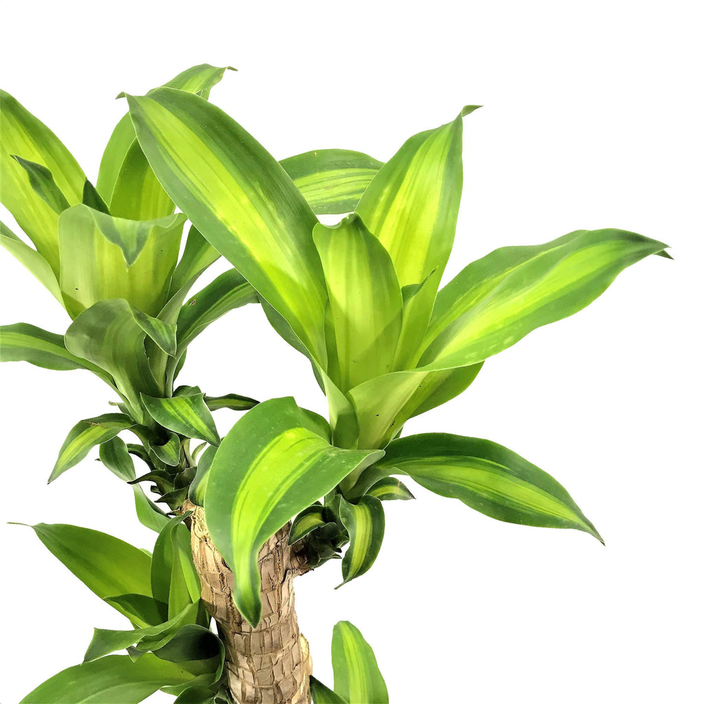 Dracaena fragrans 'Massangeana' 3 in 1, Corn Plant (1.2m)