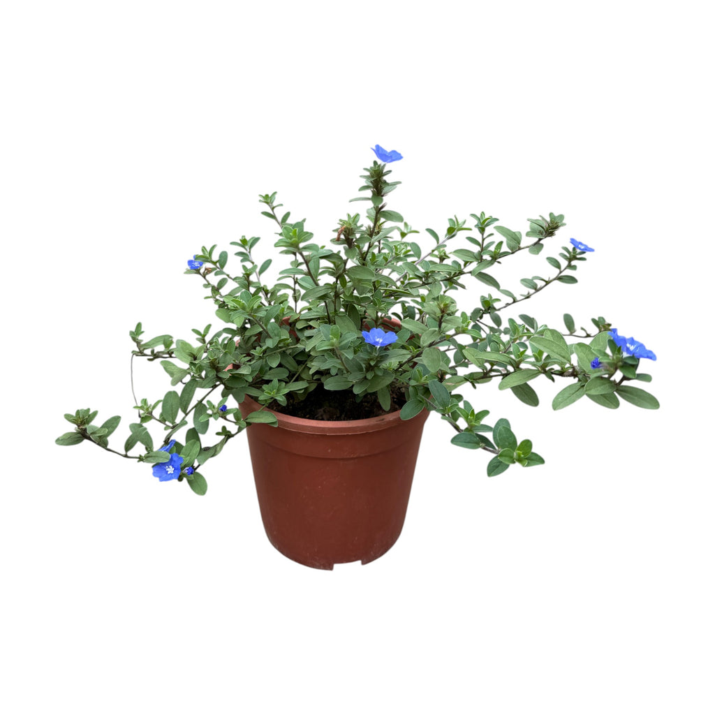 Evolvulus glomeratus, Blue Daze, Brazilian Dwarf Morning Glory (0.3m)