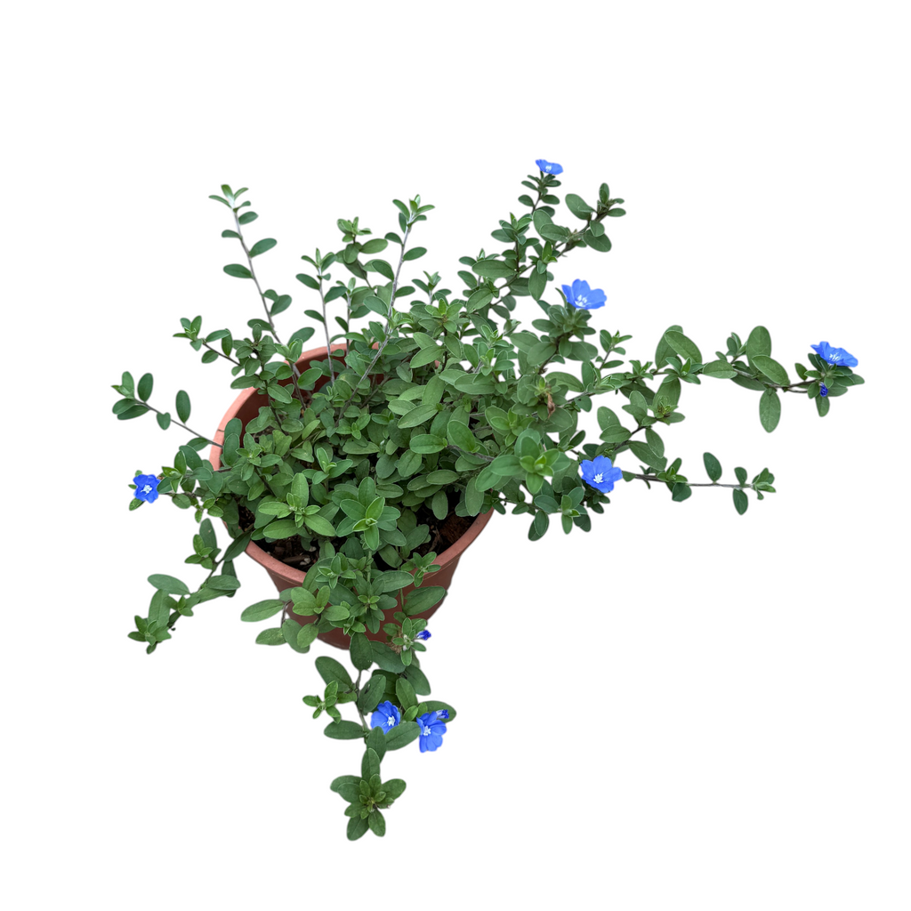 Evolvulus glomeratus, Blue Daze, Brazilian Dwarf Morning Glory (0.3m)