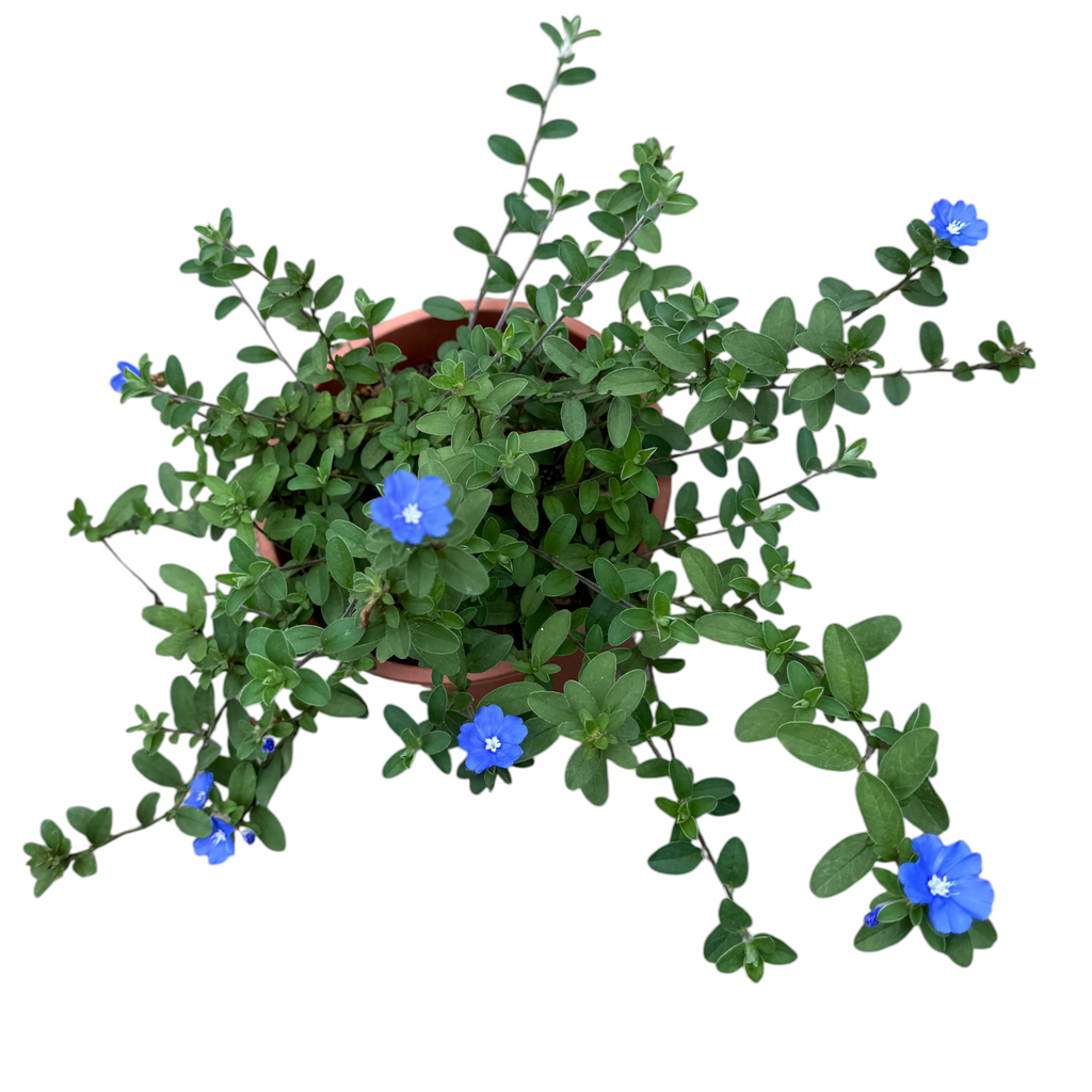 Evolvulus glomeratus, Blue Daze, Brazilian Dwarf Morning Glory (0.3m)