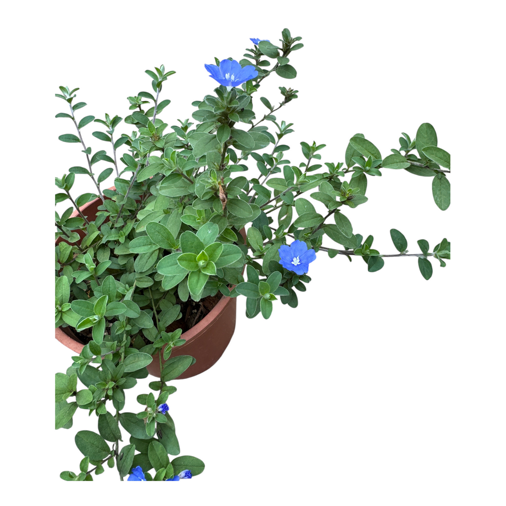 Evolvulus glomeratus, Blue Daze, Brazilian Dwarf Morning Glory (0.3m)
