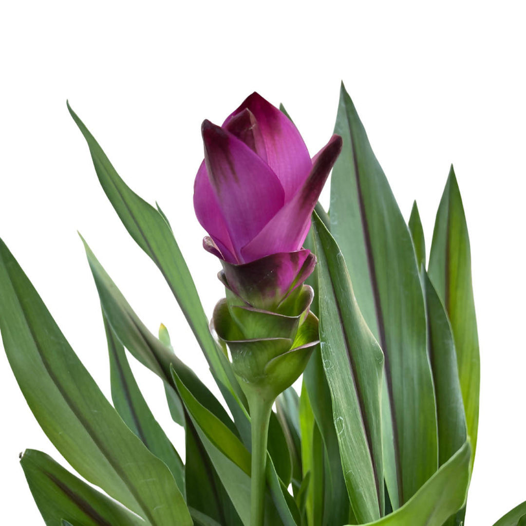 Curcuma alismatifolia, Siam Tulip (0.60mH)