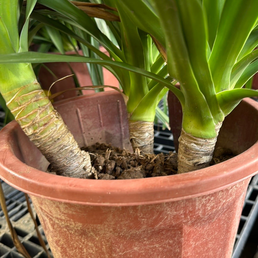 Dracaena Draco, Multi Stem Dragon Plant (0.7m)