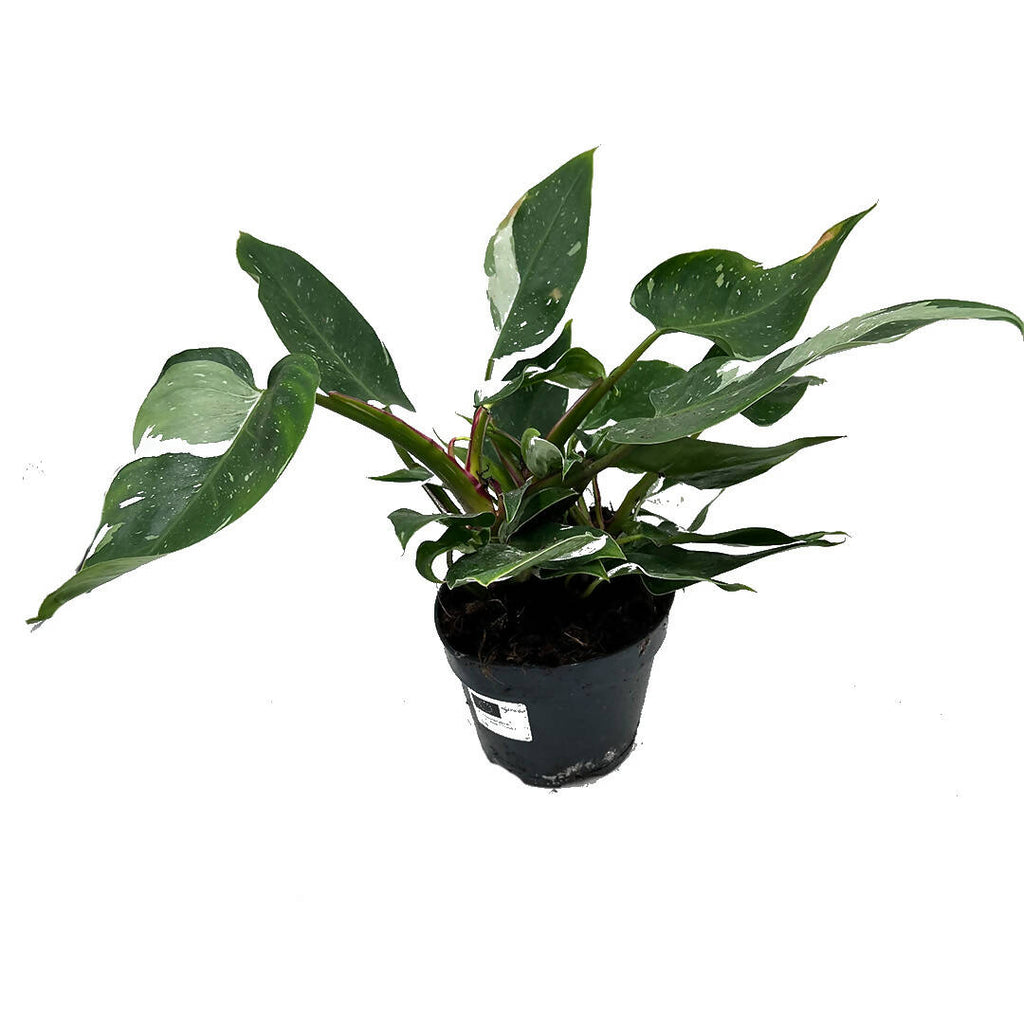 Philodendron White Princess (0.4mH)