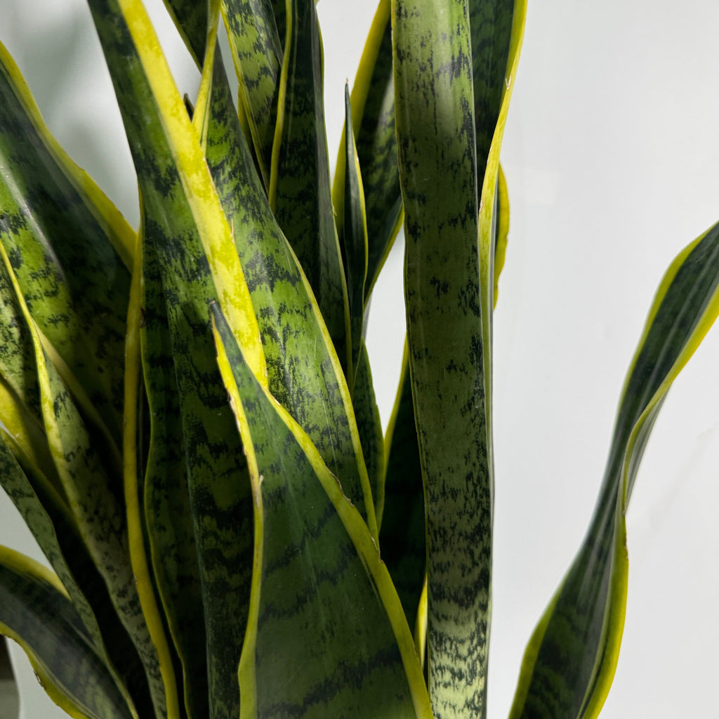 Snake Plant in Warm Grey B. for Original Round 30cm (0.9mH)