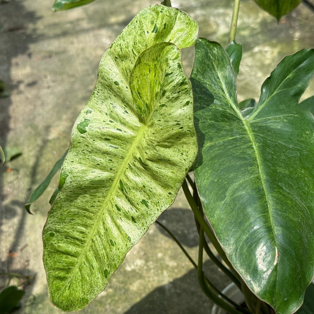 Philodendron Paraiso Verde Variegated 绿色天堂蔓绿绒 (0.5m)