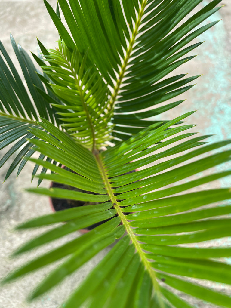 Cycas revoluta, Sago Palm (Mini) (0.25m)