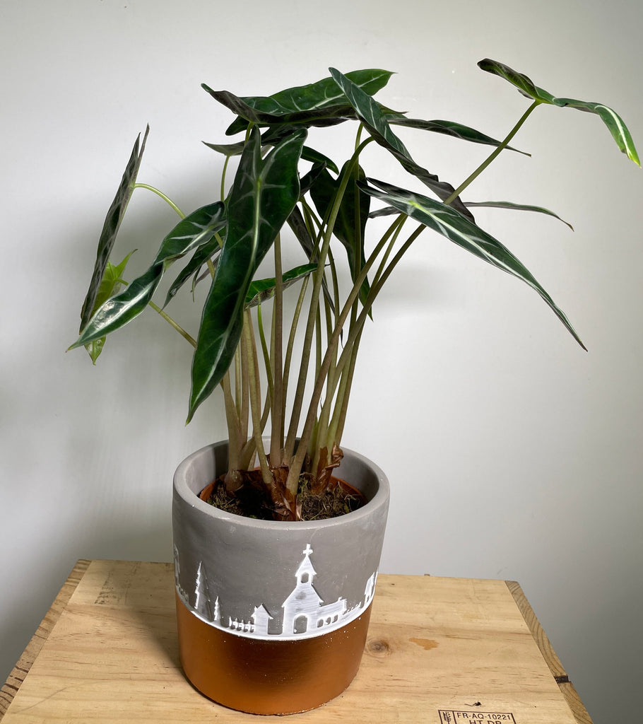 Alocasia amazonica in Nicholas Planter