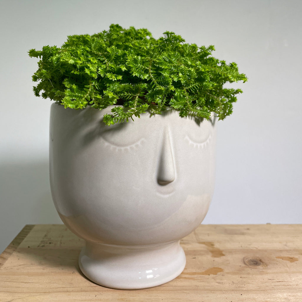 Schivo Planter