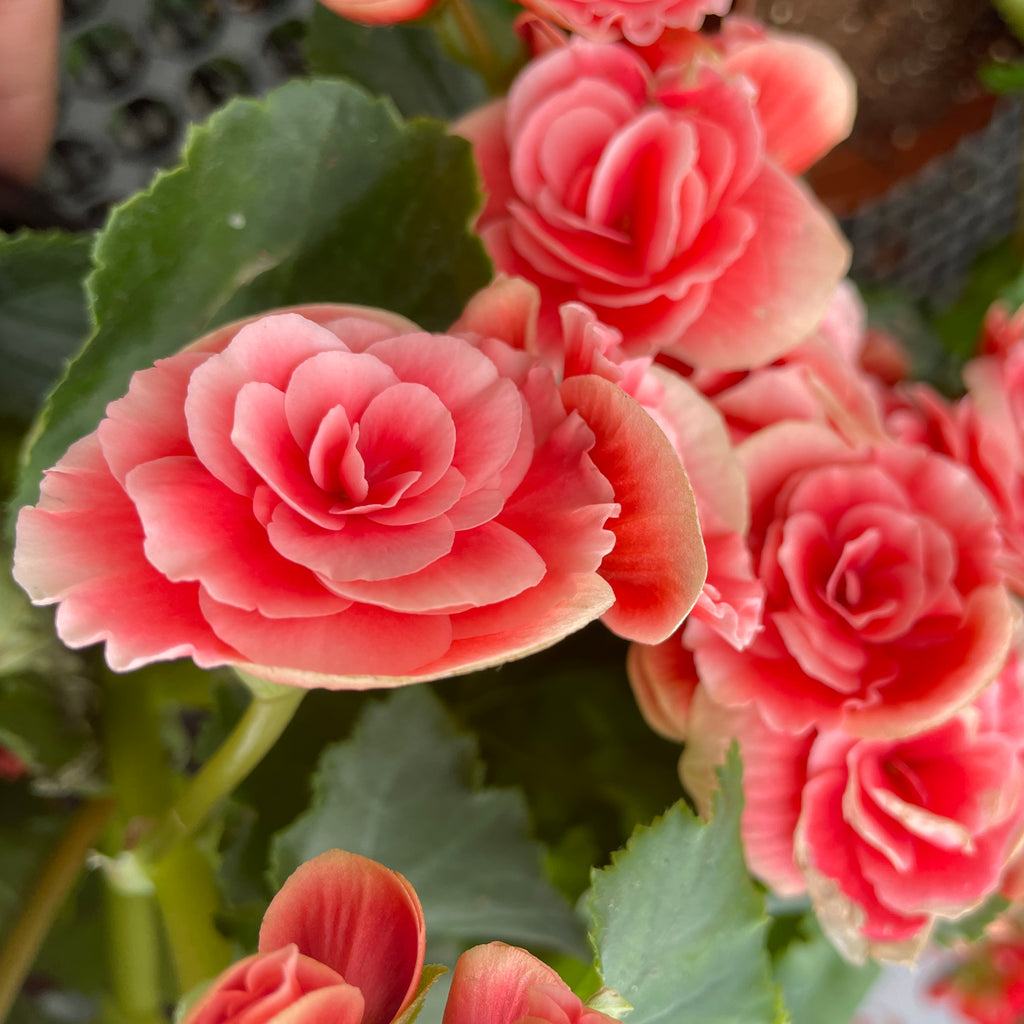 Elatior begonia, Assorted Colours Begonia Rose (0.3m)