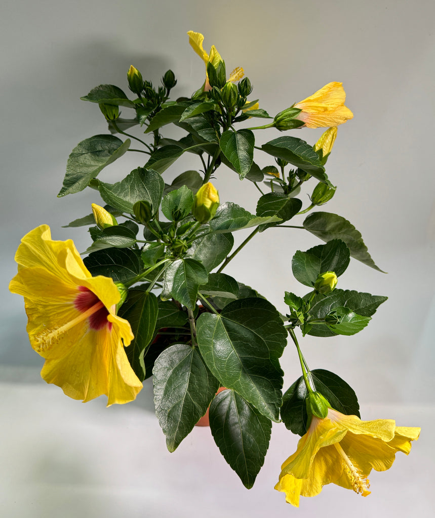 Hibiscus rosa-sinensis, Assorted colours (0.45m)