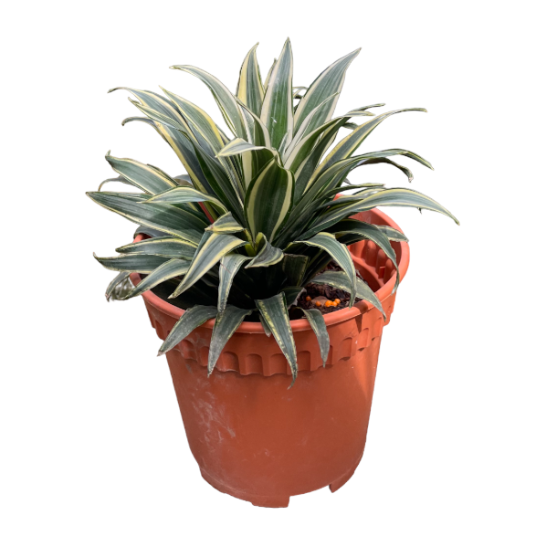 Dracaena Fragrans Compacta Variegated (0.2m)