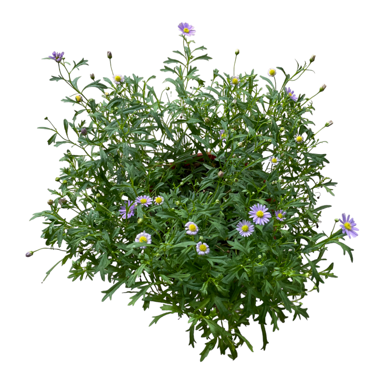 Blue Aster in Anthracite Vibia Campana Hanging Basket
