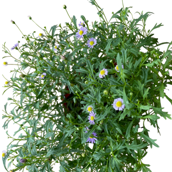 Symphyotrichum oolentangiense, Blue Aster (0.2m)