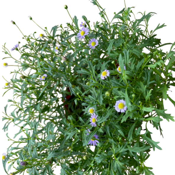 Blue Aster in Anthracite Vibia Campana Hanging Basket