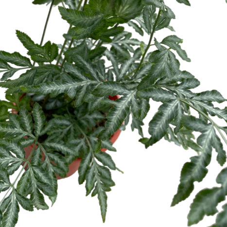 Pteris ensiformis ‘Evergemiensis’, Silver Lace Fern (0.45m)