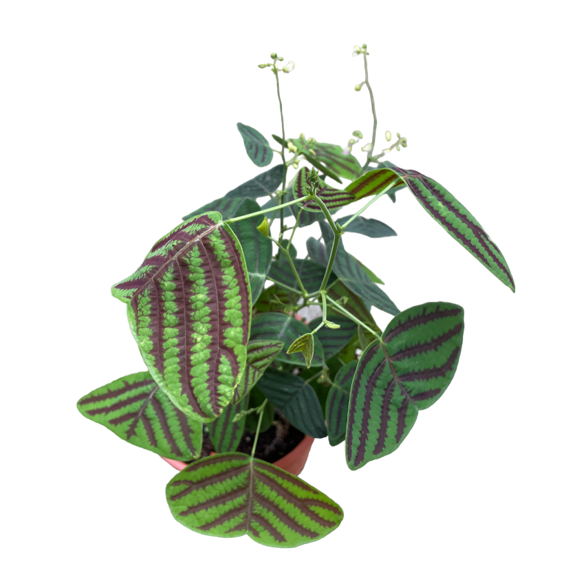 Christia obcordata, Butterfly Plant (0.3m)