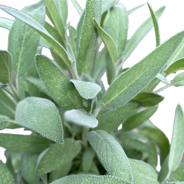 Salvia officinalis, Common Sage (0.3mH)