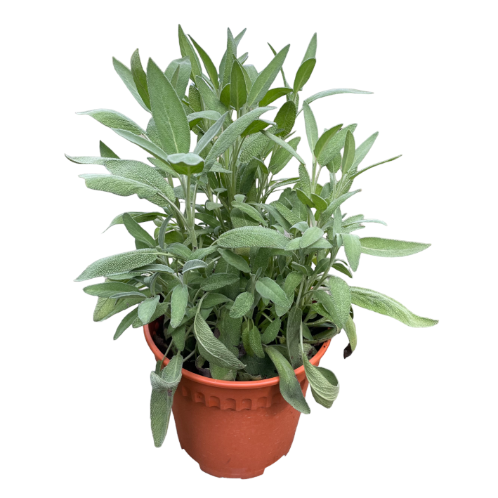 Salvia officinalis, Common Sage (0.25mH)