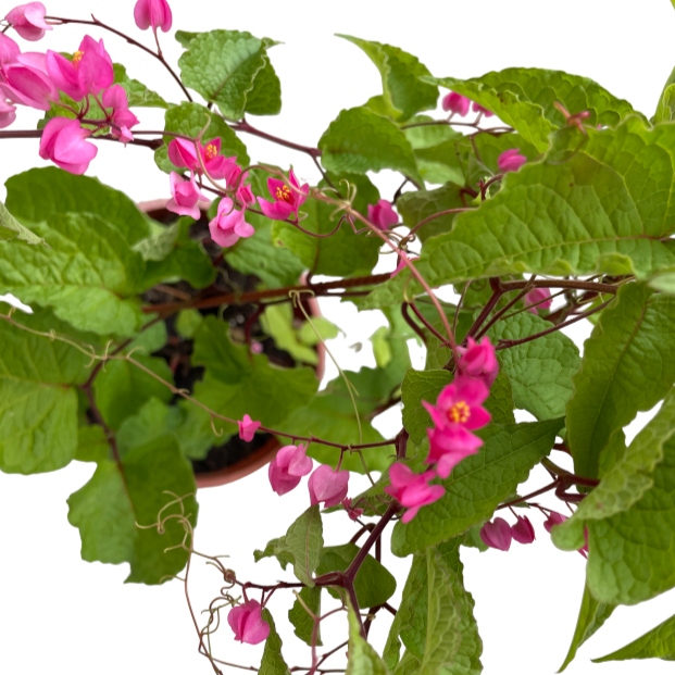 Antigonon leptopus, Mexican Creeper in hanging pot (0.5m)