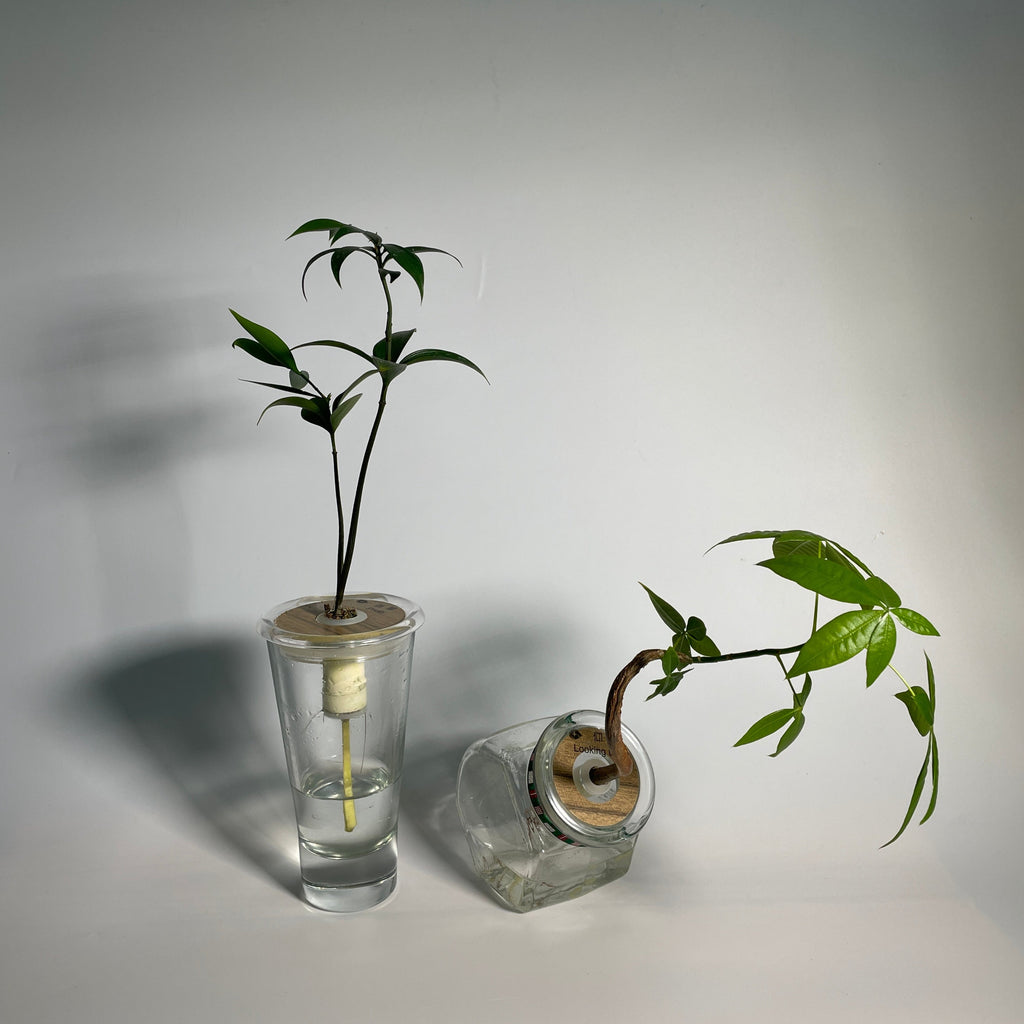 Hydroponic Bonsai in Looking Up