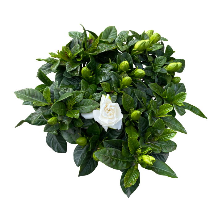 Gardenia jasminoides, Cape Jasmine 栀子花 (0.2m)
