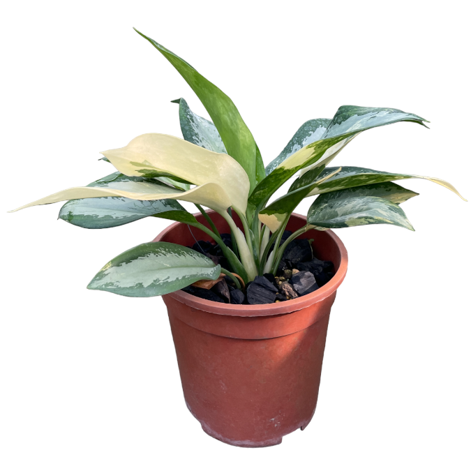 Aglaonema Suvarnabhumi Variegata (0.3m)