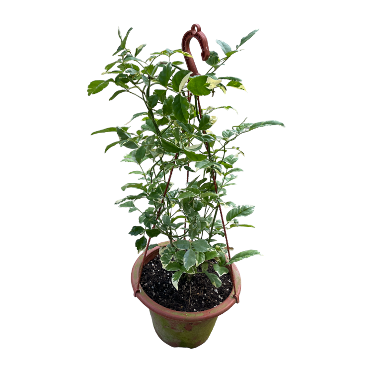 Pandorea jasminoides 'Variegata', Variegated Bower Vine (hanging) (0.6m)