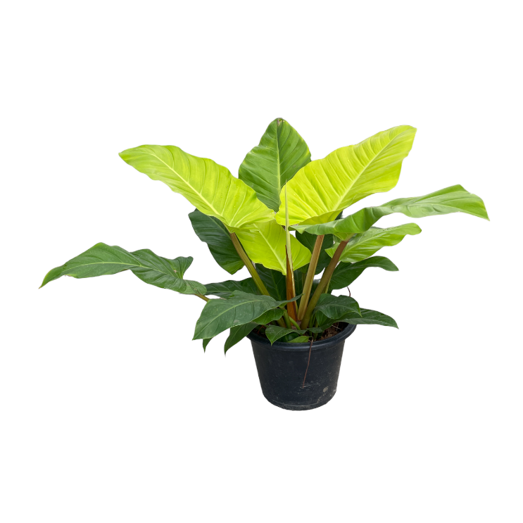 Philodendron Golden (0.8m)