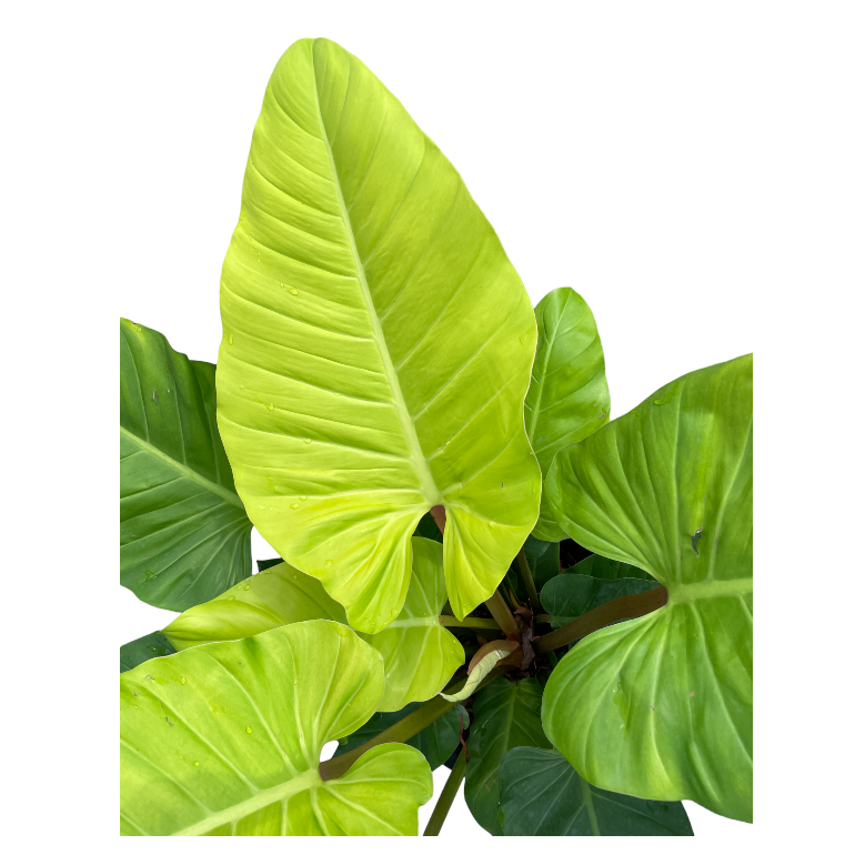 Philodendron Golden (0.8m)